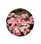 チェリースター♡Happy Birthday♡お祝い♡（個別スタンプ：16）