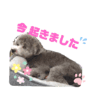 シルバートイプードル まんぷく君②（個別スタンプ：2）
