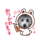 シルバートイプードル まんぷく君②（個別スタンプ：3）