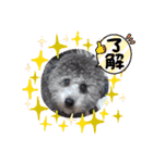シルバートイプードル まんぷく君②（個別スタンプ：6）