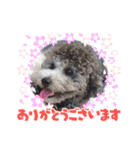 シルバートイプードル まんぷく君②（個別スタンプ：14）