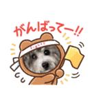 シルバートイプードル まんぷく君②（個別スタンプ：26）