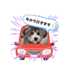 シルバートイプードル まんぷく君②（個別スタンプ：31）
