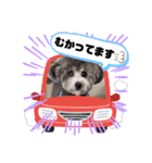 シルバートイプードル まんぷく君②（個別スタンプ：32）