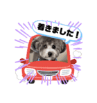 シルバートイプードル まんぷく君②（個別スタンプ：33）