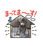 シルバートイプードル まんぷく君②（個別スタンプ：36）