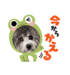 シルバートイプードル まんぷく君②（個別スタンプ：37）