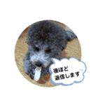 シルバートイプードル まんぷく君②（個別スタンプ：39）