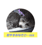 シルバートイプードル まんぷく君②（個別スタンプ：40）