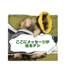 My dog pockys Message Sticker（個別スタンプ：1）