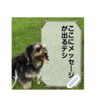 My dog pockys Message Sticker（個別スタンプ：2）