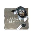 My dog pockys Message Sticker（個別スタンプ：4）