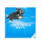 My dog pockys Message Sticker（個別スタンプ：5）