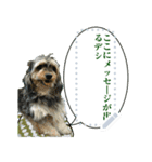 My dog pockys Message Sticker（個別スタンプ：6）