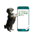 My dog pockys Message Sticker（個別スタンプ：7）