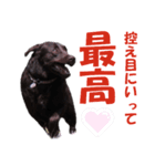 レビィとティムのスタンプです。（個別スタンプ：12）