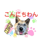 保護犬オハナの日常♡セラピードッグ（個別スタンプ：1）