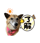 保護犬オハナの日常♡セラピードッグ（個別スタンプ：4）