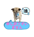 保護犬オハナの日常♡セラピードッグ（個別スタンプ：7）