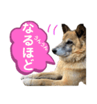 保護犬オハナの日常♡セラピードッグ（個別スタンプ：8）