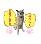 保護犬オハナの日常♡セラピードッグ（個別スタンプ：10）