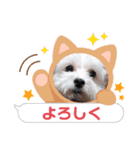 カワイイマルチーズスタンプ（個別スタンプ：3）