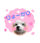 カワイイマルチーズスタンプ（個別スタンプ：4）
