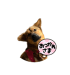 保護犬おヒメのスタンプ（個別スタンプ：1）