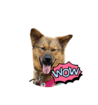 保護犬おヒメのスタンプ（個別スタンプ：2）