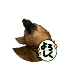 保護犬おヒメのスタンプ（個別スタンプ：7）