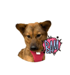 保護犬おヒメのスタンプ（個別スタンプ：8）
