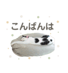 さくらみみ②（個別スタンプ：3）