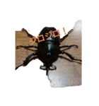 毎日カブクワ（個別スタンプ：4）
