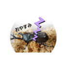 毎日カブクワ（個別スタンプ：6）