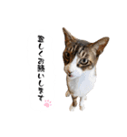 テン＆シュウ＆茶々丸（個別スタンプ：8）