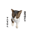 テン＆シュウ＆茶々丸（個別スタンプ：10）