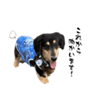 テン＆シュウ＆茶々丸（個別スタンプ：11）