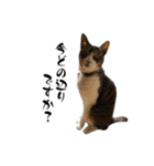 テン＆シュウ＆茶々丸（個別スタンプ：13）