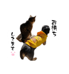 テン＆シュウ＆茶々丸（個別スタンプ：14）