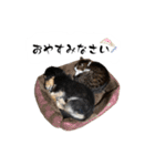 テン＆シュウ＆茶々丸（個別スタンプ：16）
