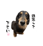 テン＆シュウ＆茶々丸（個別スタンプ：17）