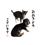 テン＆シュウ＆茶々丸（個別スタンプ：20）