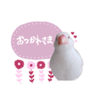 白文鳥のぶんちゃん（個別スタンプ：4）