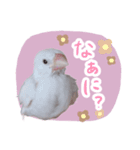 白文鳥のぶんちゃん（個別スタンプ：14）