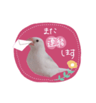 白文鳥のぶんちゃん（個別スタンプ：20）