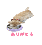 茶トラの猫スタンプ「わらびちゃん」（個別スタンプ：3）