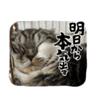 おにぎりのご挨拶（個別スタンプ：4）
