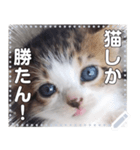 子猫☆自由メッセージ（個別スタンプ：1）