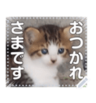 子猫☆自由メッセージ（個別スタンプ：4）