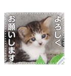 子猫☆自由メッセージ（個別スタンプ：5）